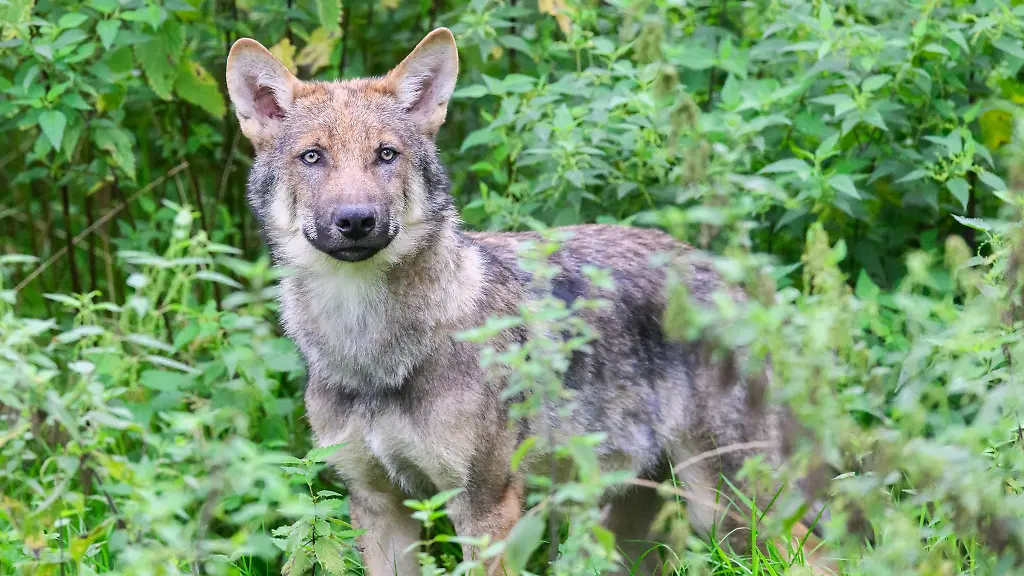 Ein-junger-Wolf-im-Wisentgehege-Springe-Im-Januar-toeteten-Woelfe-insgesamt-fuenf-Schafe-in-Schleswig-Holstein