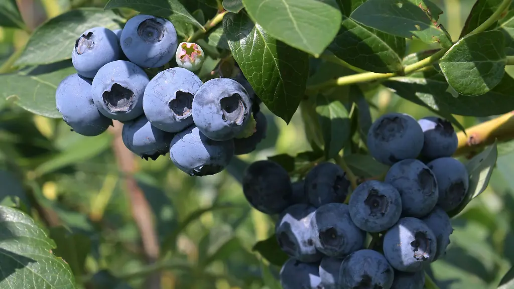 In-der-Heidelbeer-Saison-2024-konnten-die-Agrarbetriebe-eine-gute-Ernte-einfahren