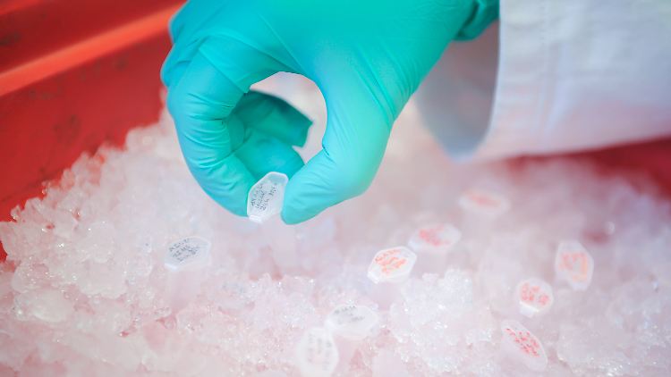 Auch Virusmutationen sind eine Art Wettbewerb: Das Virus, das am besten übertragen werden kann und am ehesten in der Lage ist, die Virusart zu erhalten, gewinnt.