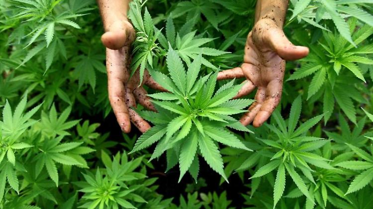 In Ausnahmefällen können Ärzte ihren Patienten Cannabis verordnen.