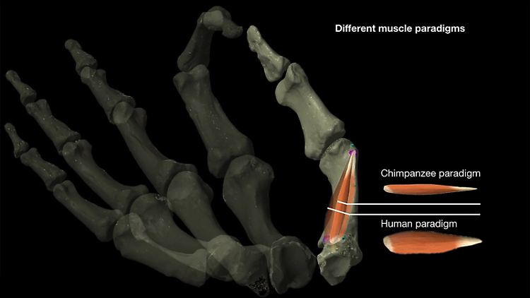 Unterschied zwischen dem menschlichen und dem Schimpansenmodell der Daumenmuskulatur, die die Forscher zur Untersuchung der Evolution der Daumengeschicklichkeit verwendeten.