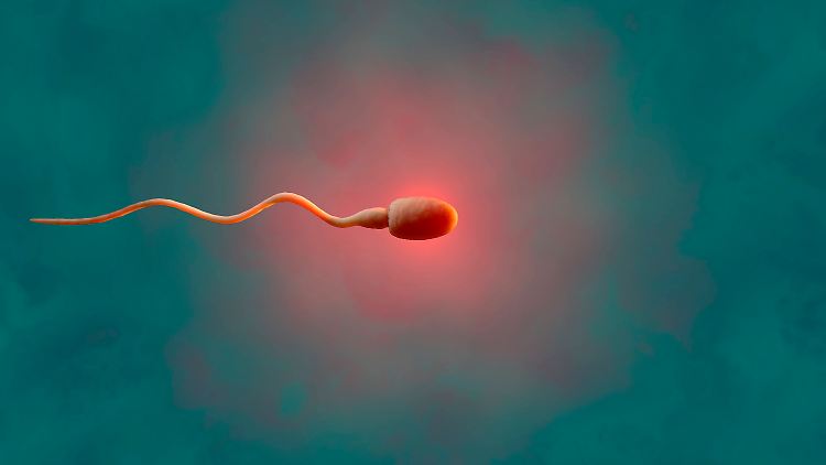 Forscher fanden bei Männern, die mit dem Coronavirus infiziert waren, deutlich mehr veränderte Spermien als bei gesunden Männern.