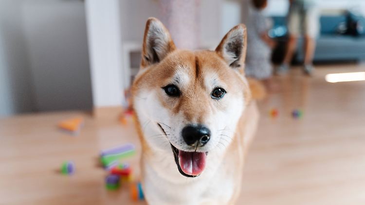 Ein Shiba ist das Symbol des Dogecoin.