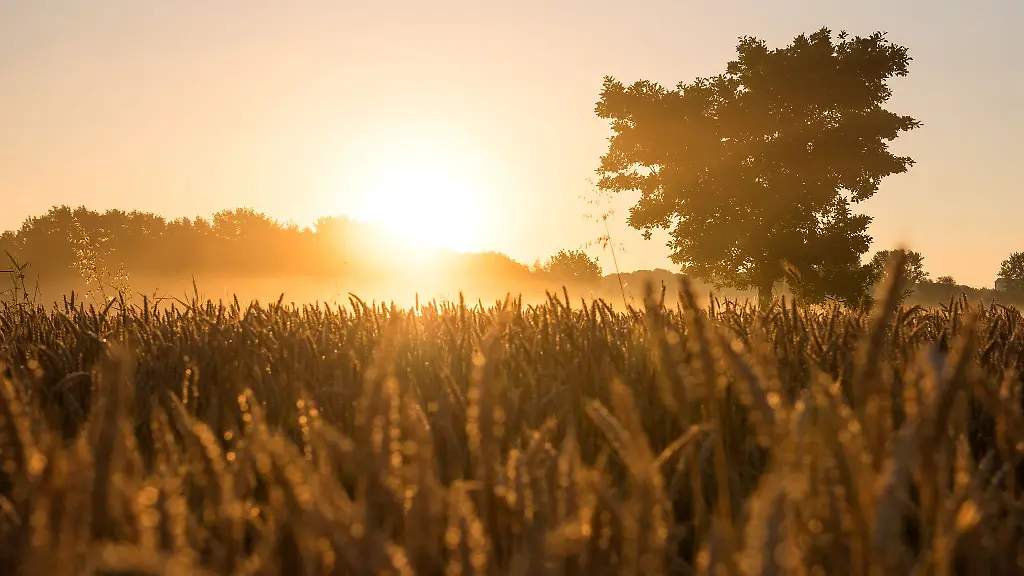 Hamburg-hat-nach-Angaben-des-Senats-als-erstes-Bundesland-mehr-als-zehn-Prozent-seiner-Landesflaeche-unter-Naturschutz-gestellt