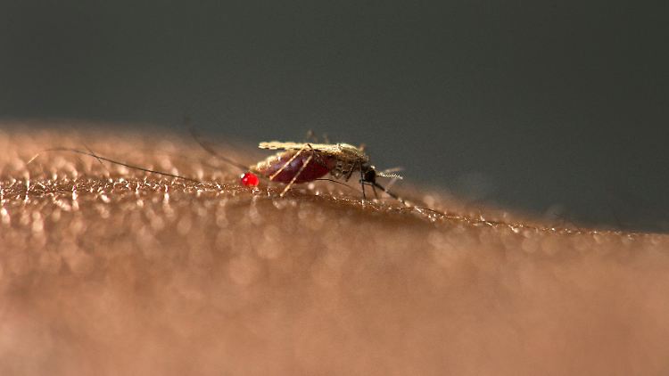 Die Malariamücke Anopheles stephensi breitet sich zunehmend in afrikanischen Städten aus.