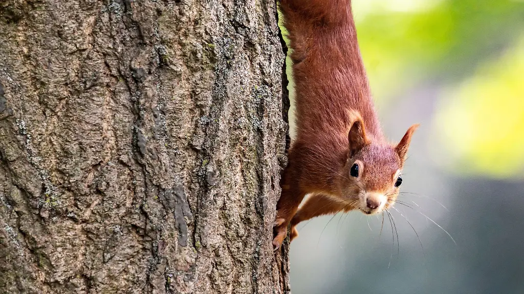 Eichhoernchen-sind-im-Fruehjahr-auf-Futter-und-Partnersuche-In-dieser-Zeit-bittet-der-Nabu-um-besondere-Ruecksichtnahme