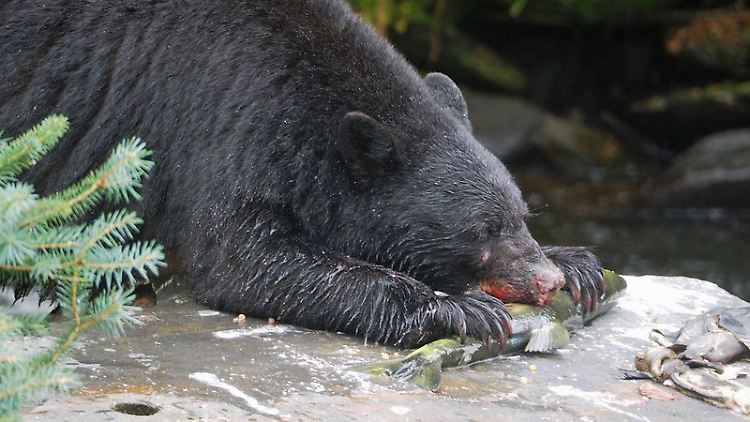 Nordamerikanischer Schwarzbär (Ursus americanus): Auch eine Studie über dieses Tier wurde in die Metastudie aufgenommen.