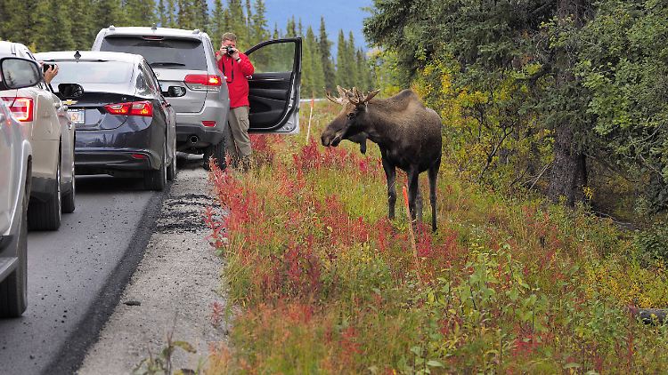 Oft rückt der Mensch den Tieren ganz schön auf die Pelle - wie hier dem Elch im Denali-Nationalpark in Alaska.