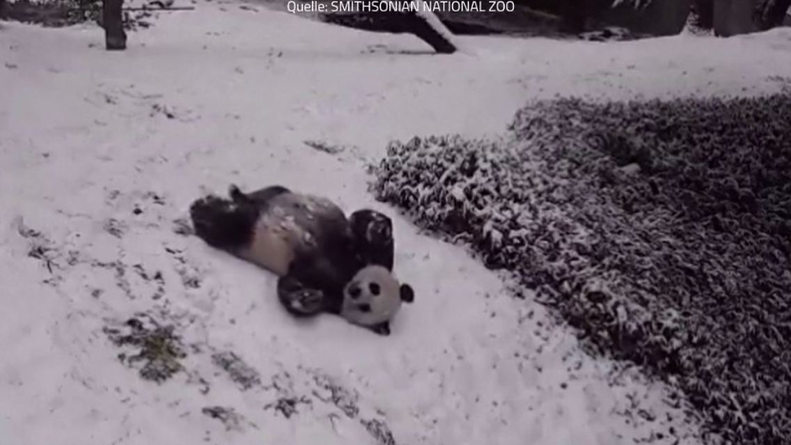 Panda 1.JPG