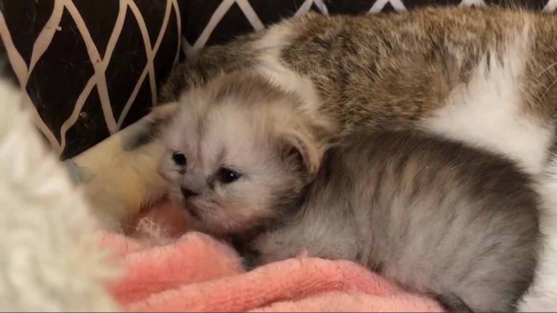 klonkatze.PNG