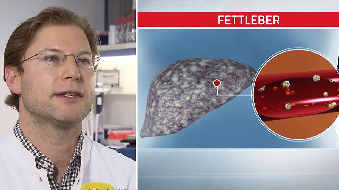 Krebsforschung Collage.jpg
