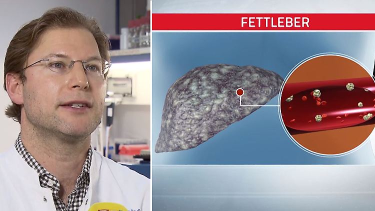 Krebsforschung Collage.jpg