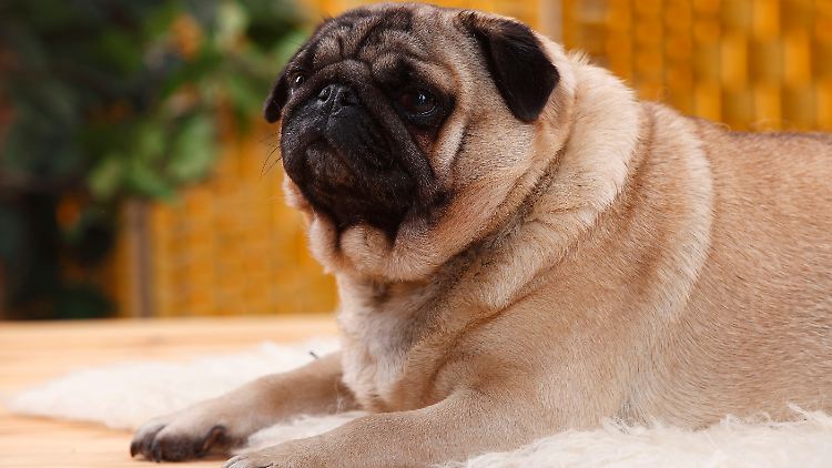 "Dicker Mops" ist zu einer Redensart geworden.