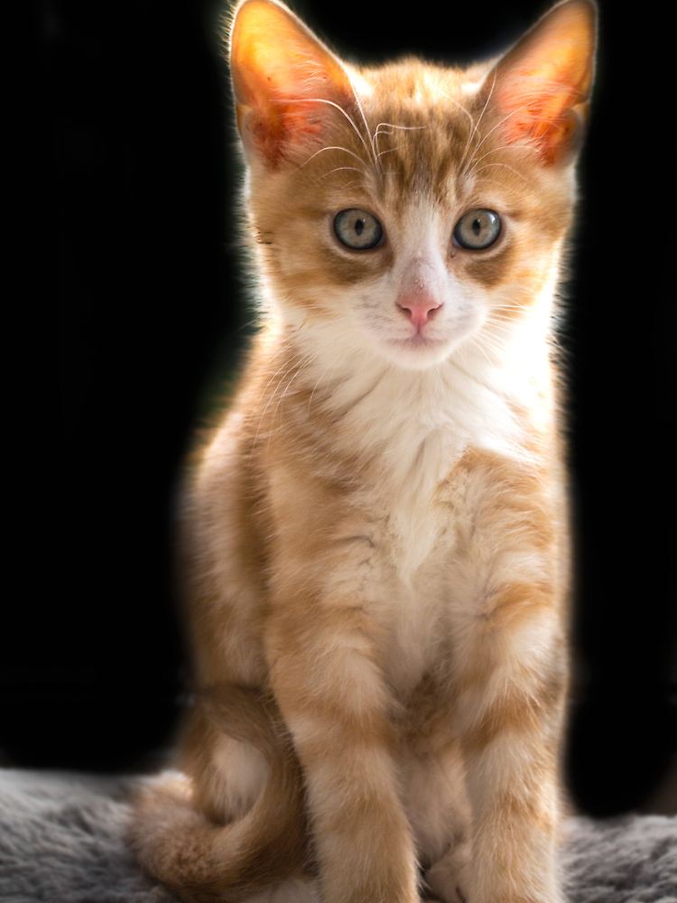 Eine rotfellige Babykatze . Süß. Sieht ein bisschen aus wie Ed Sheeran, oder?