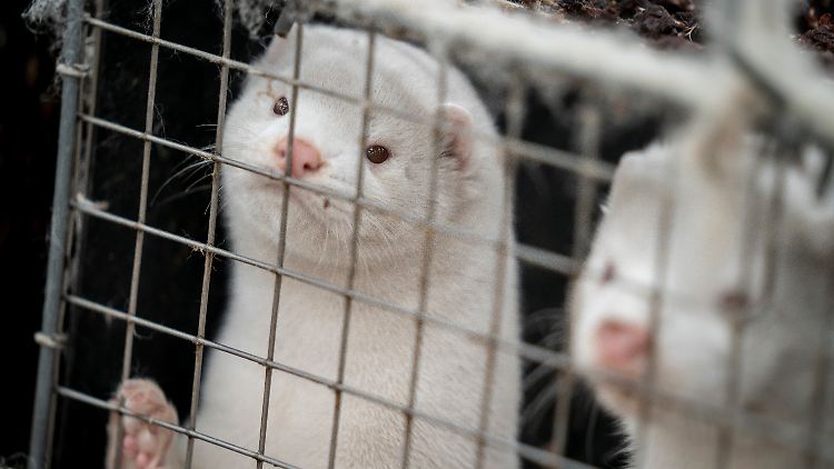 Nerzfarmen dienen der Pelzgewinnung. Die Pelze werden weltweit häufig immer noch in der Kleidungsindustrie verwendet.