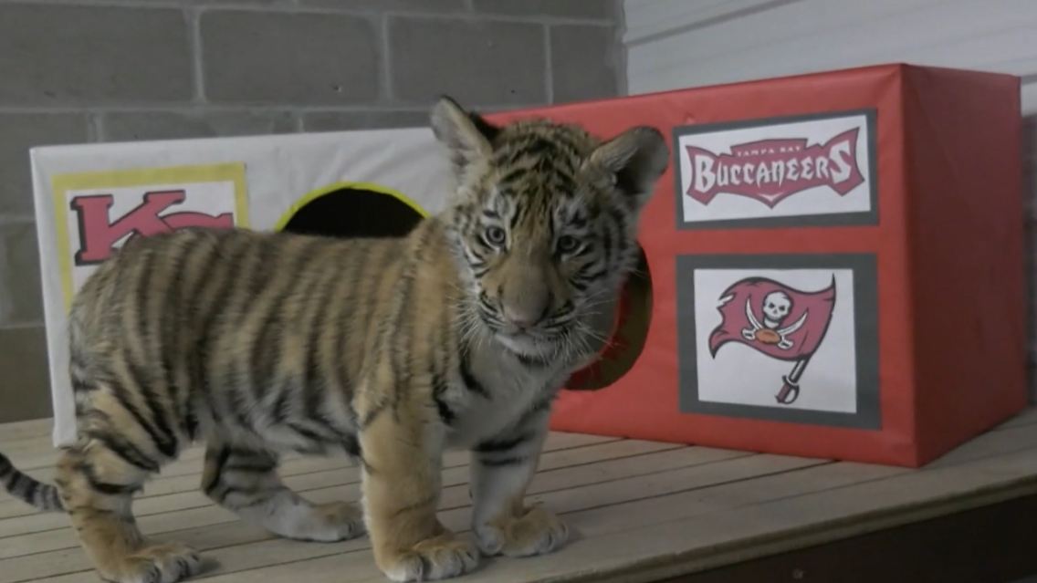 TigerOrakel.PNG