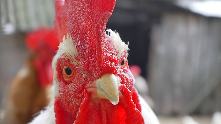Die Hähne befreiten sich gewissermaßen selbst - indem sie krähten.
