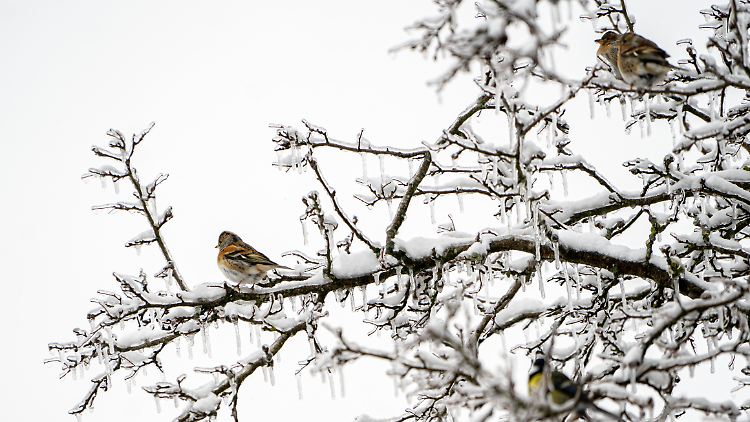 Um nicht selbst zum Eiszapfen zu werden, plustern sich Vögel unter anderem auf.
