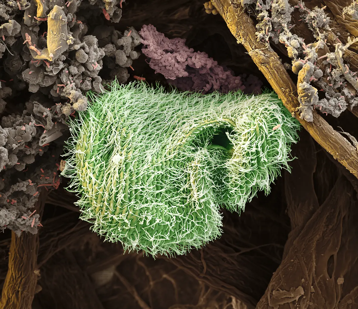 S124-Wimpertierchen-1600x2-eye-of-science