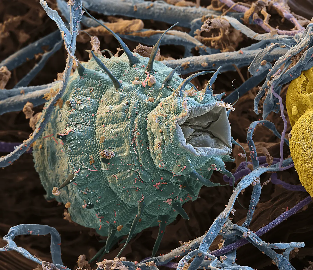 S122-Raedertierchen-1000x-eye-of-science