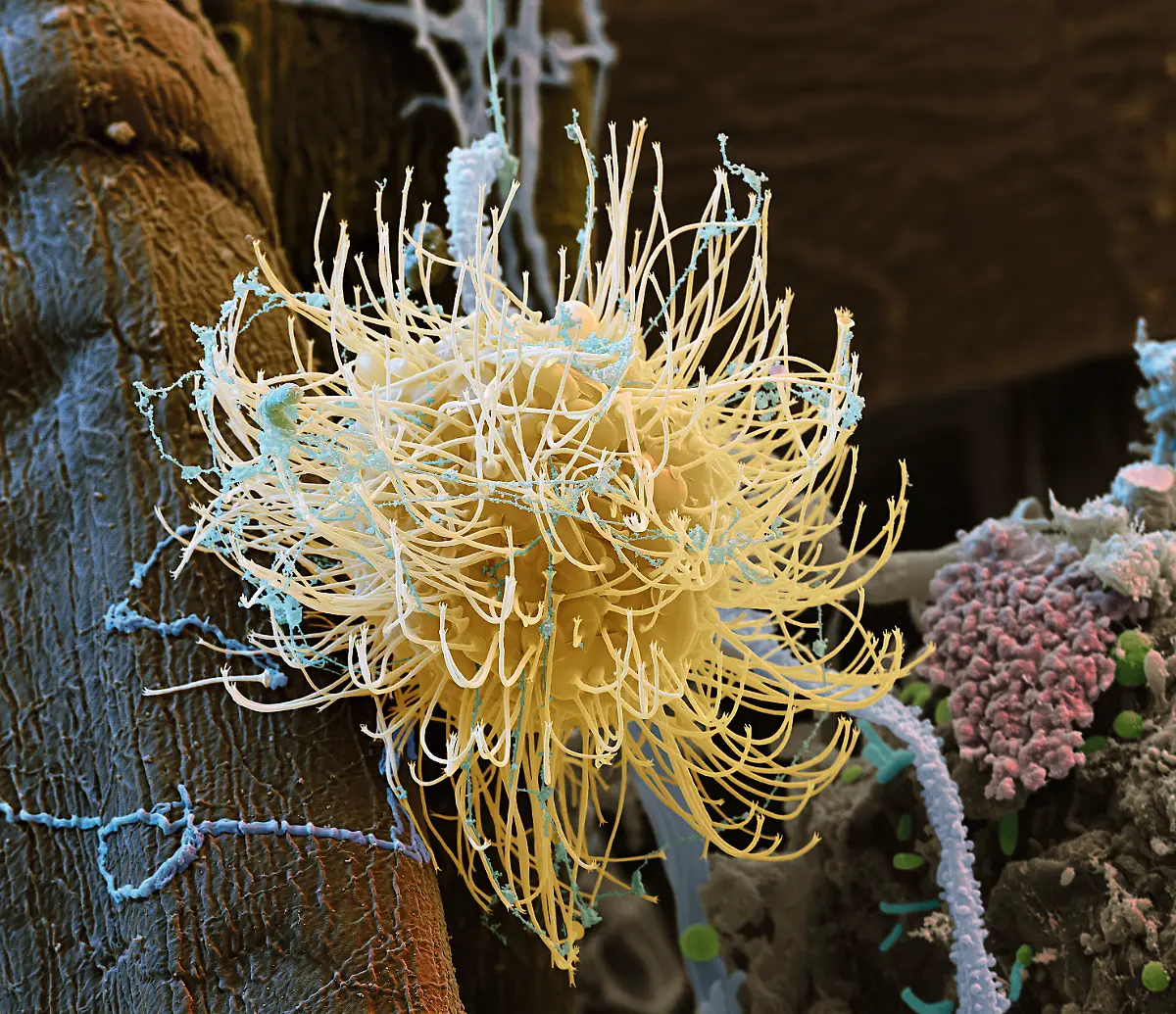 S118-Sonnentierchen-3500x2-Neye-of-science