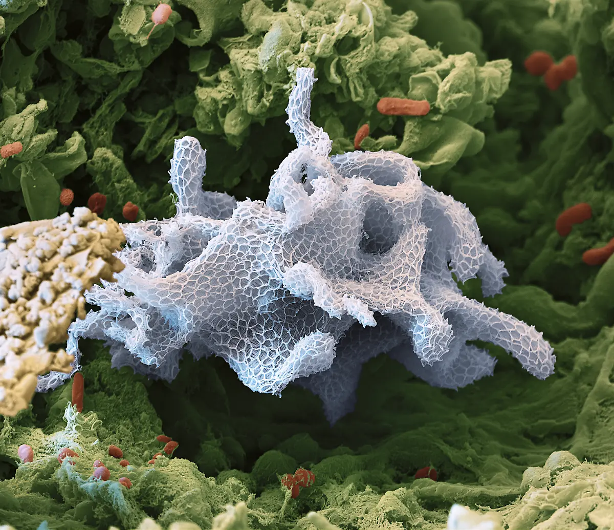 S112-Amoebe-10kx-eye-of-science