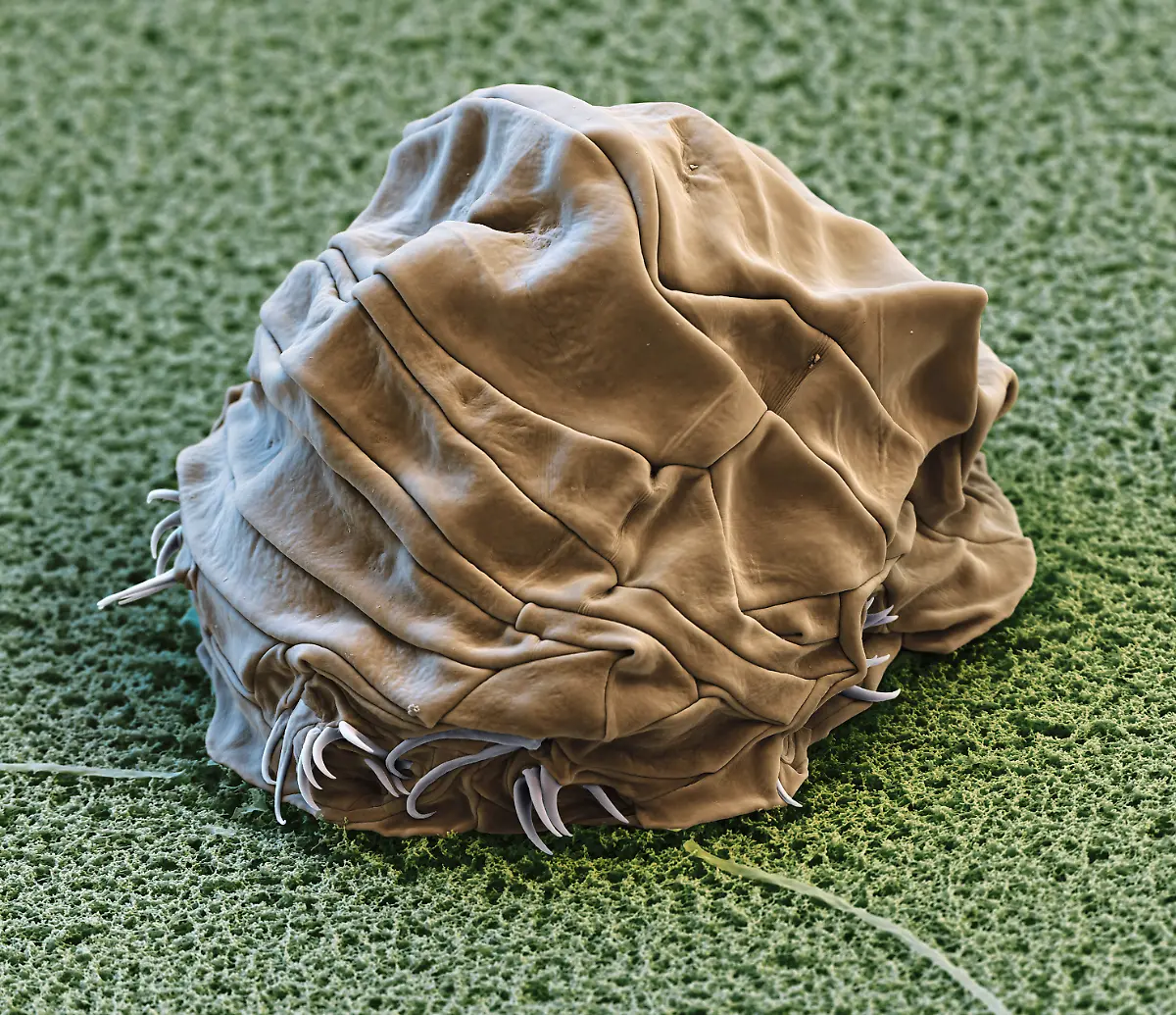 S108-Baertierchen-Toennchenstadium-1kx-eye-of-science