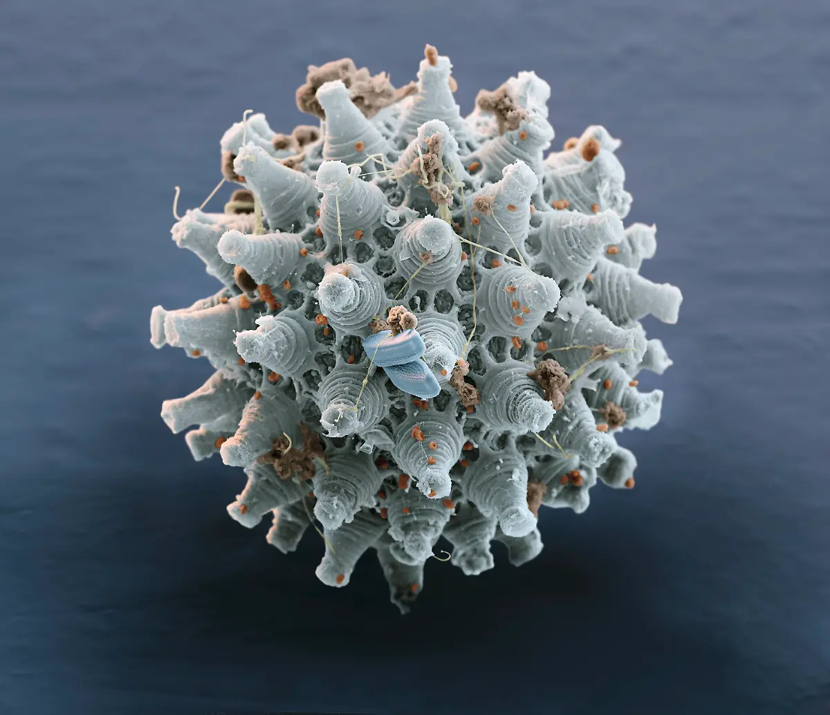 S107o-Baertierchen-Ei-1kx-eye-of-science