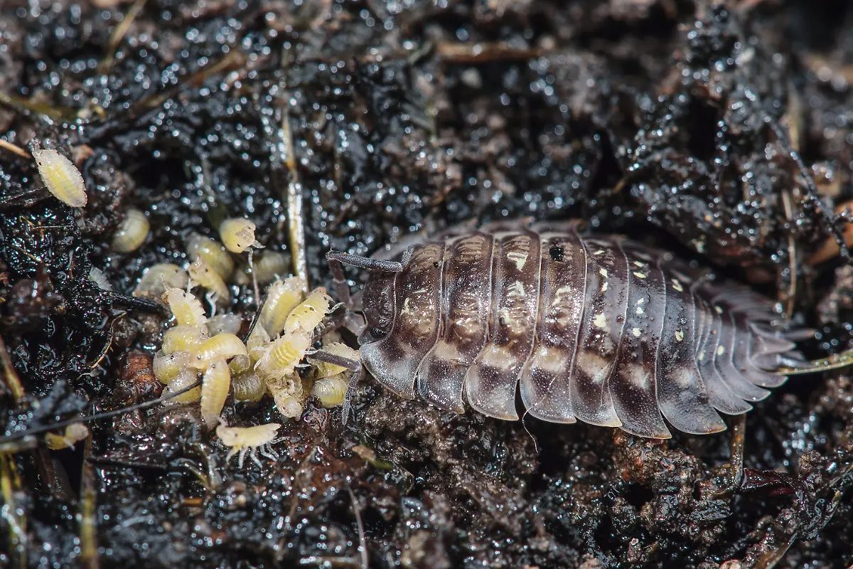 S080u-Assel-mit-Brut-Neye-of-science