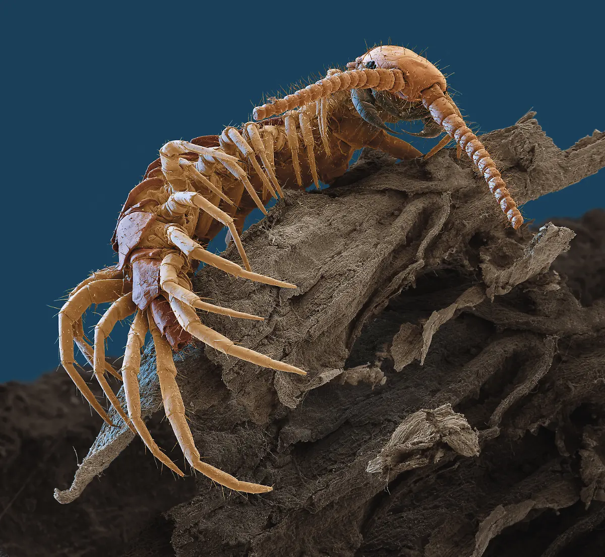 S068-Hundertfuesser-30x-eye-of-science