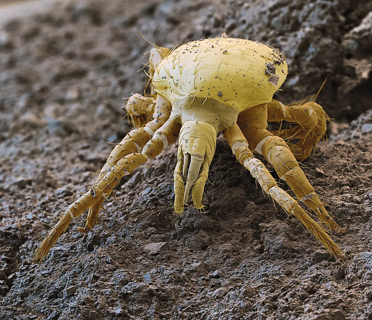 S053-Raubmilbe-180x-eye-of-science