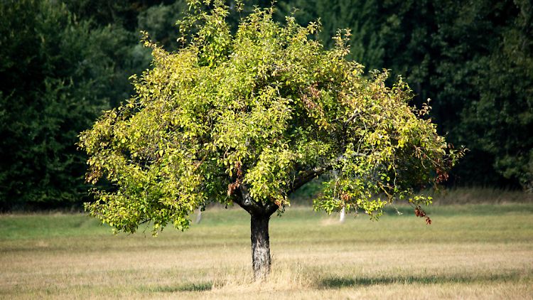 Streuobstwiesen etwa sollen durch die Novelle besonders geschützt werden.
