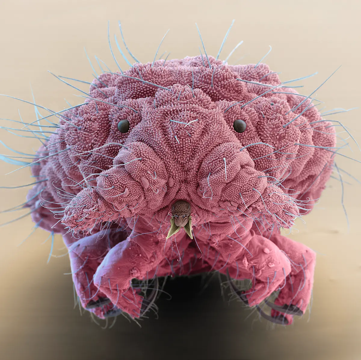 S056-Springschwanz-Kopf-240x2-eye-of-science