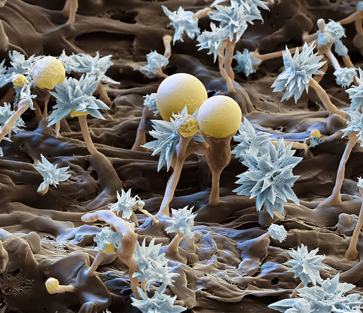 S037-Pilz-auf-Totholz-3500x-eye-of-science