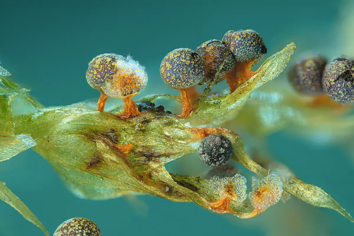 S088-Schleimpilz-Physarum-psittacinum-40x-2-eye-of-science