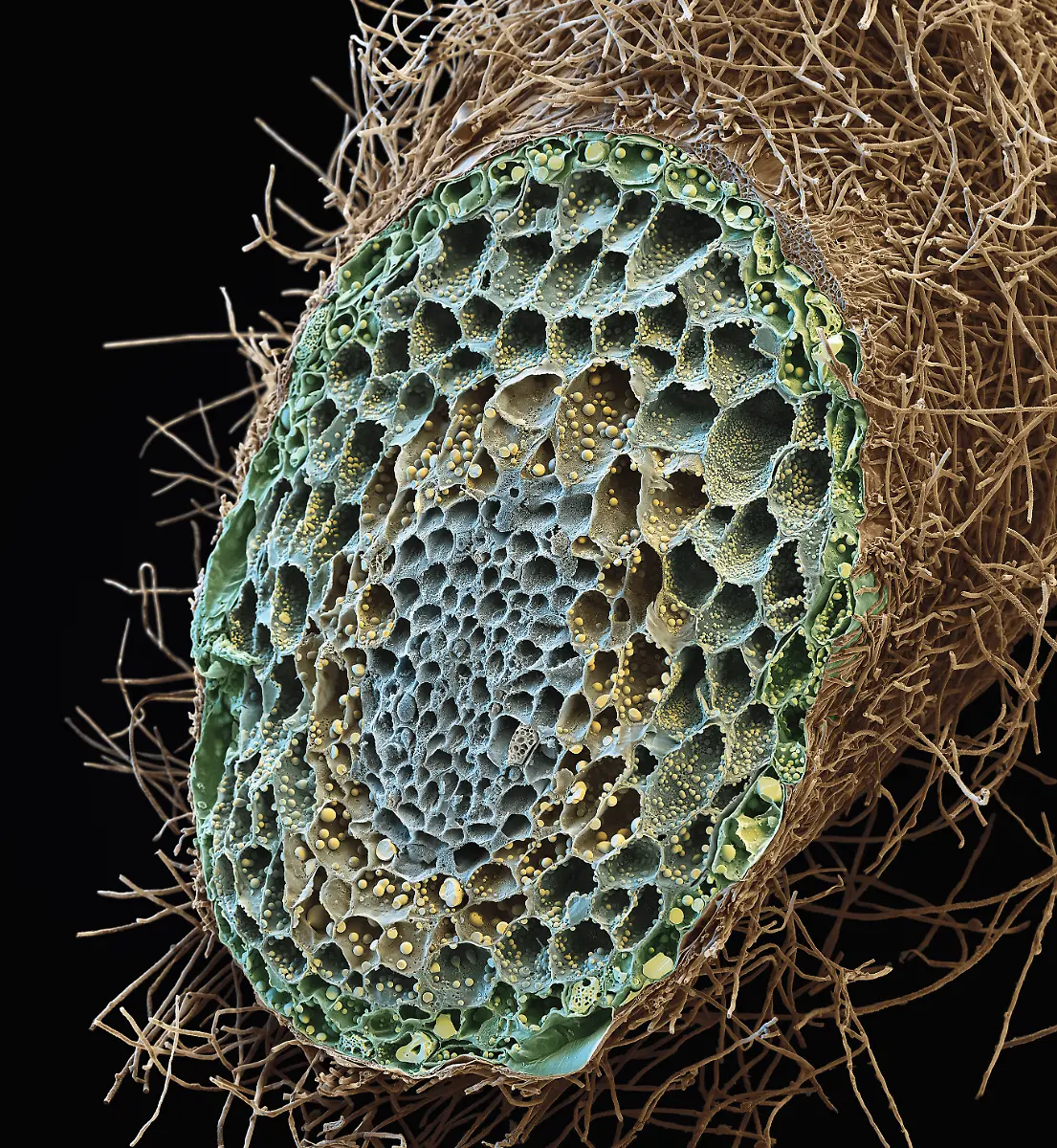 S041-Pilz-Ektomykorrhiza-300x-eye-of-science