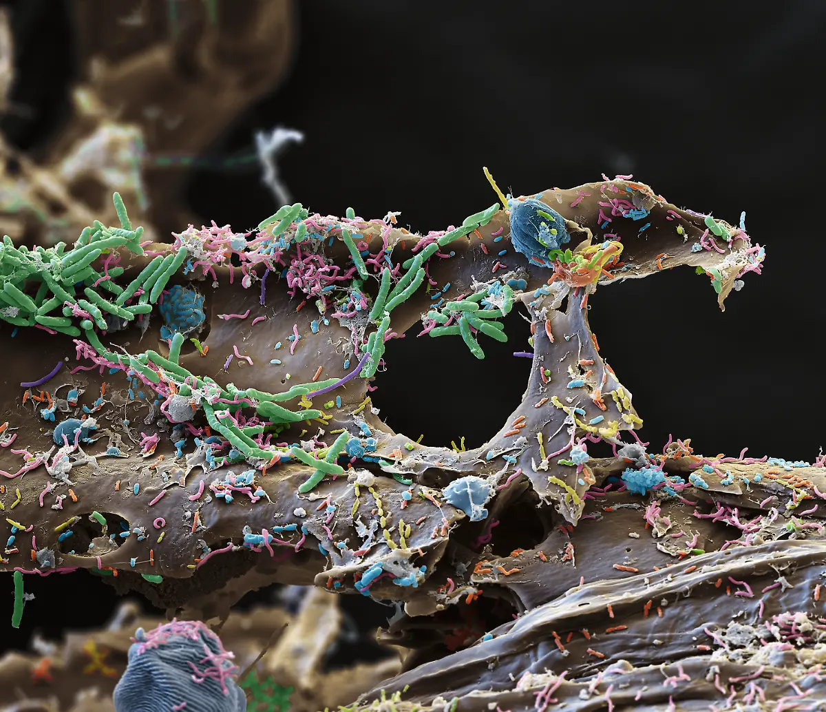 S026-Bakterien-auf-Holz-2000x2-eye-of-science