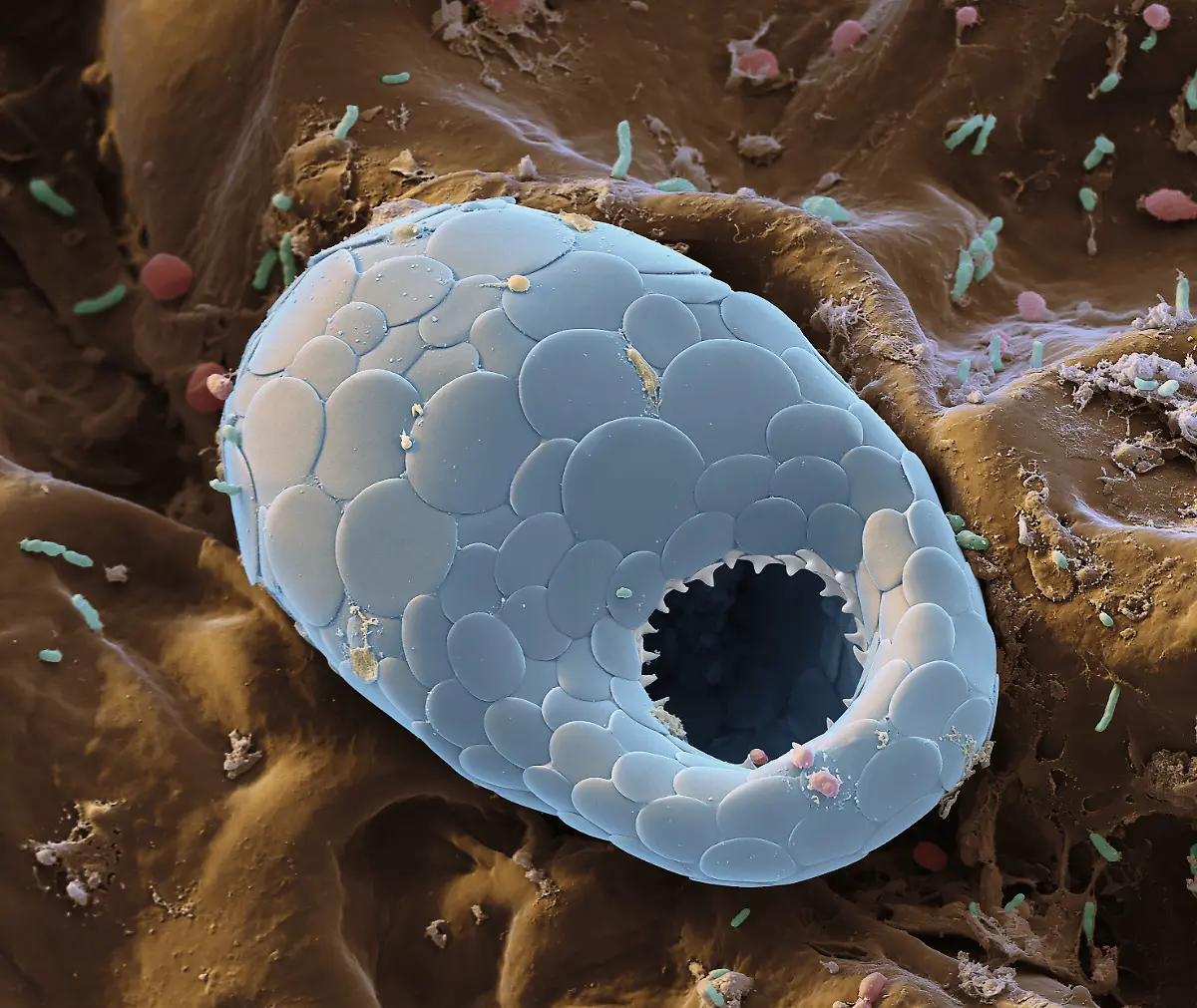 S008-Amoebe-5000x4-eye-of-science