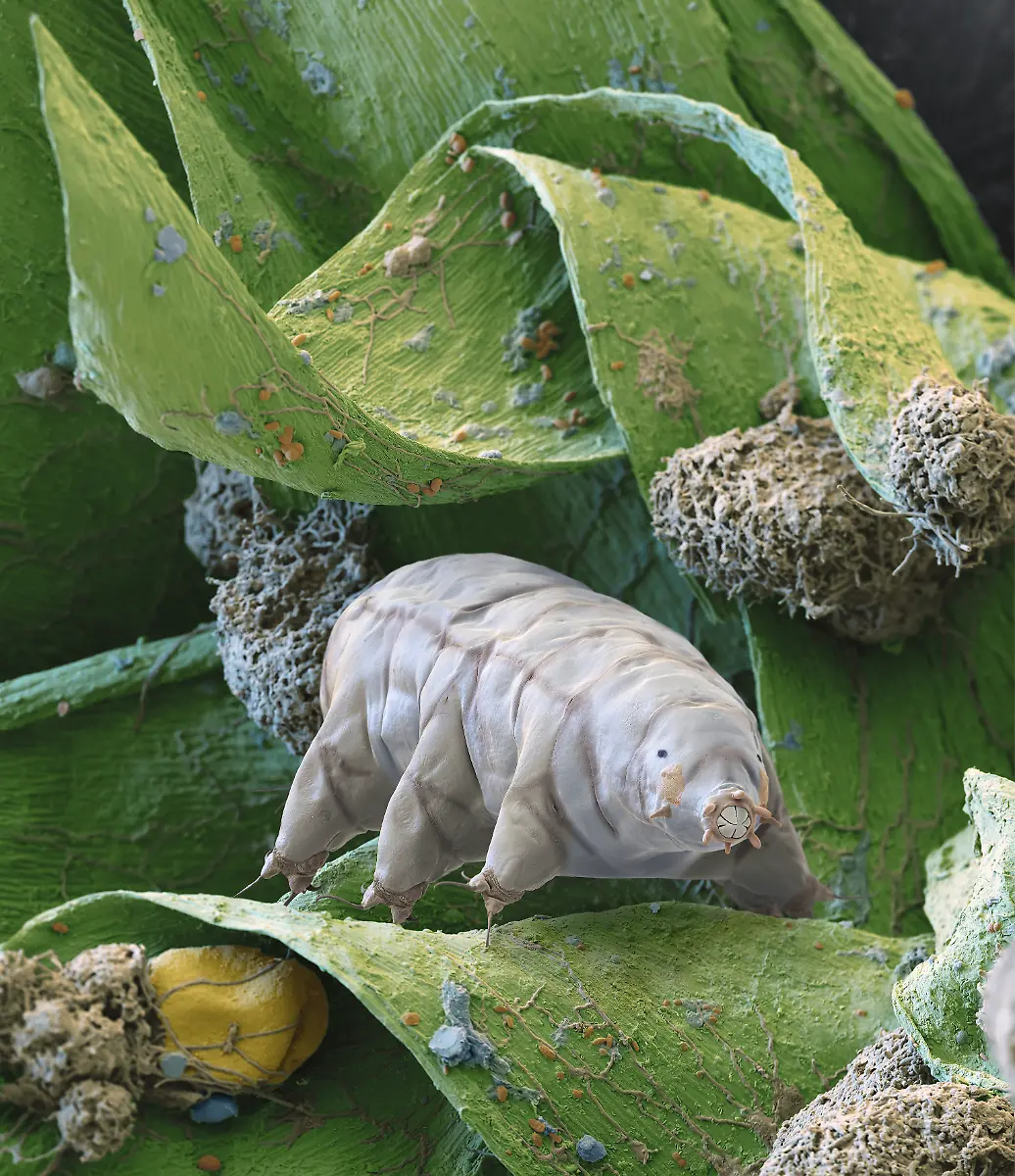 S007-Baertierchen-300x-eye-of-science