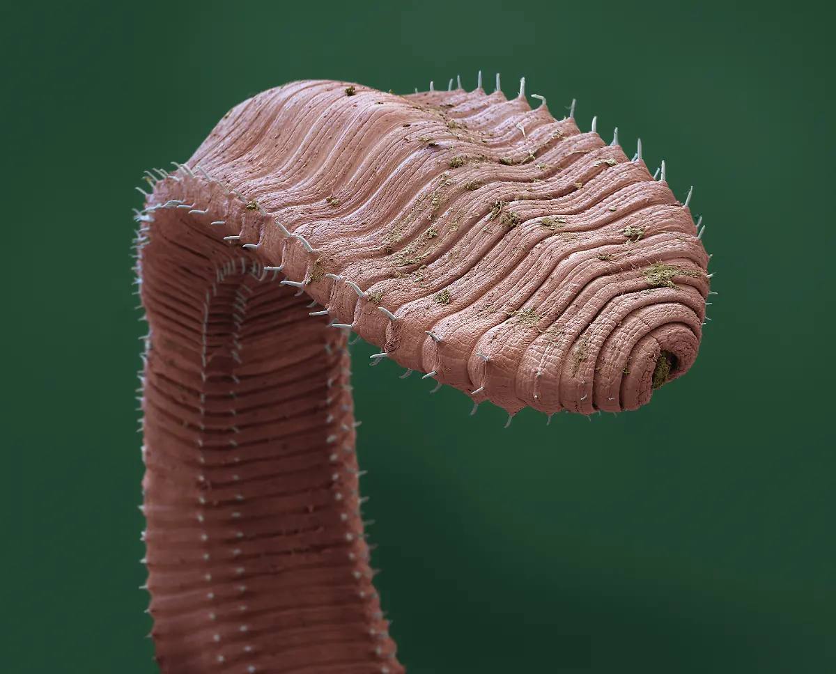 S096-Regenwurm-25x-eye-of-science