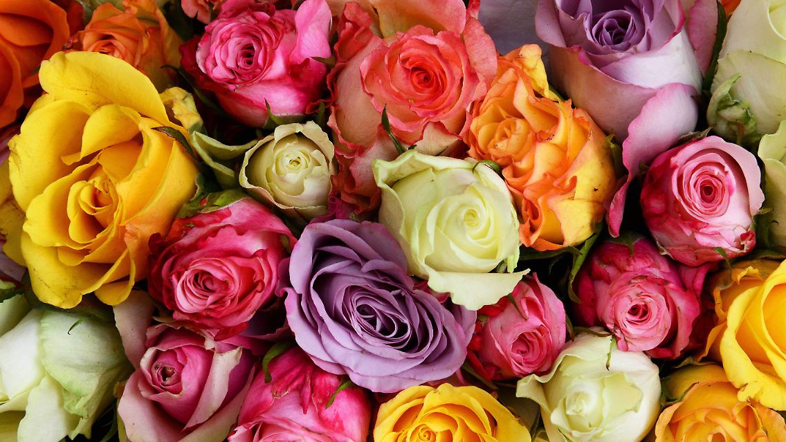 Rosen sind ein beliebtes Geschenk am Valentinstag.