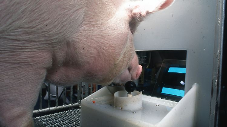 Die Belohnung lockt: Ein Schwein bedient den Joystick.