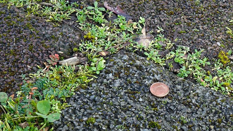 Die Wirtschaftsleistung soll im Frühjahr wieder wachsen.