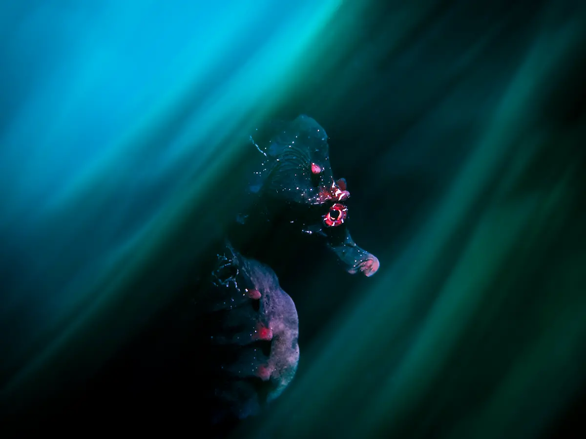 NICHT-WEITERVERWENDEN-Daniel-Sly-A-Portrait-of-a-Pot-Bellied-Seahorse-CUPOTY-6-1024px