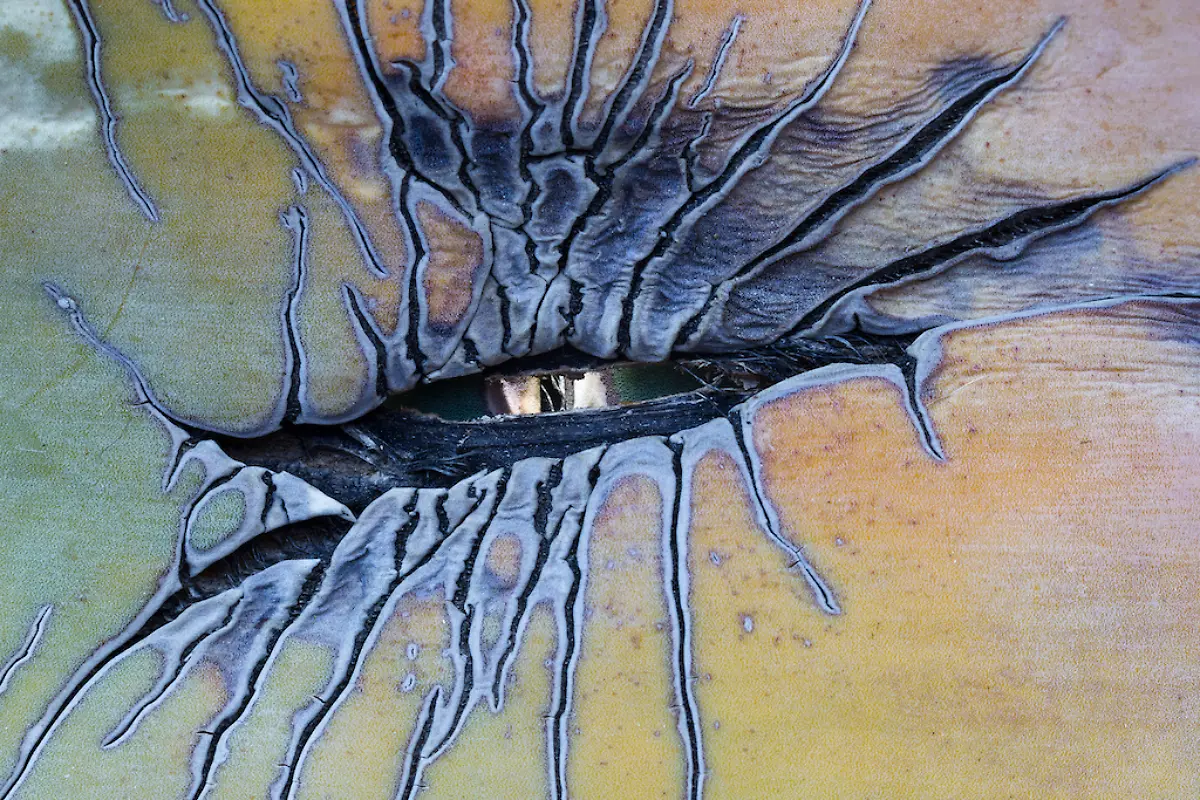 NICHT-WEITERVERWENDEN-Juan-Ahumada-Dragon-Eye-CUPOTY-6-1024px