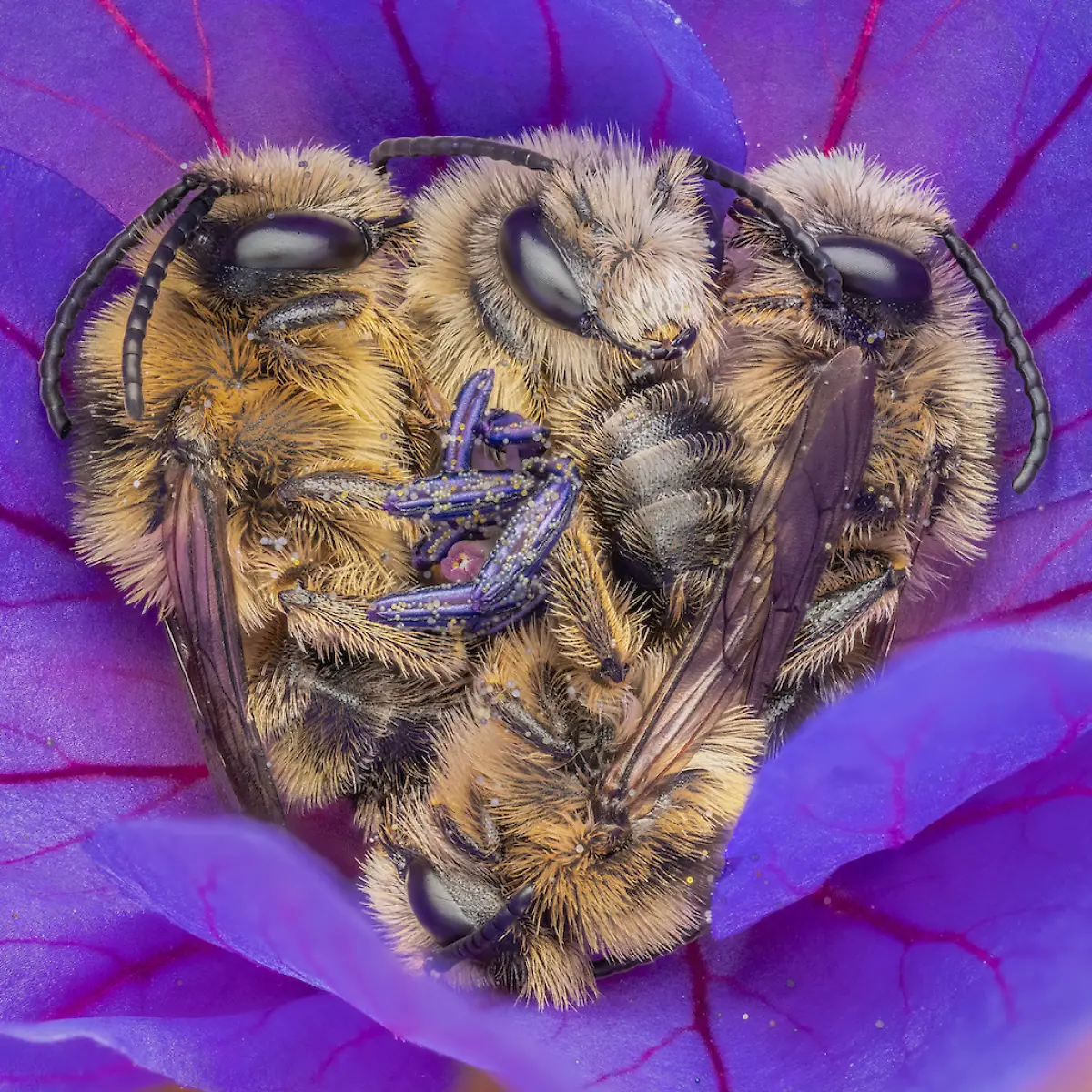 NICHT-WEITERVERWENDEN-Joris-Vegter-Let-There-Bee-Love-CUPOTY-6-1040px