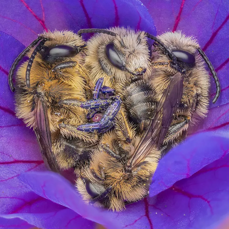 NICHT-WEITERVERWENDEN-Joris-Vegter-Let-There-Bee-Love-CUPOTY-6-1040px