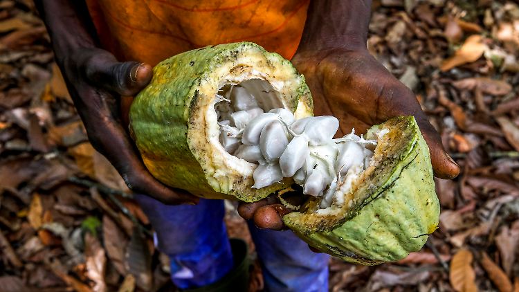 Grundbestandteil in Schokoladenprodukten weltweit: Kakao aus Westafrika, oft von Kindern unter Zwang geerntet