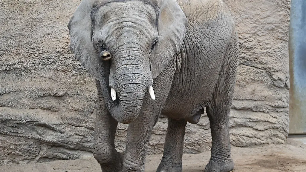 Die-Elefantenkuh-Kariba-soll-dieses-Jahr-Mutter-werden