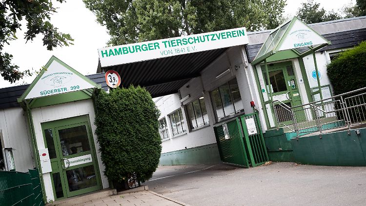 Momentan befinden sich die zwei infizierten Kater im Hamburger Tierheim.